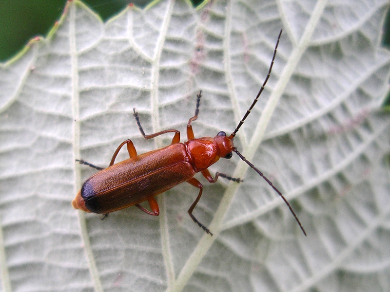 Coleottero da determinare 1: Rhagonycha fulva